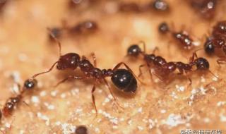 如何消灭红蚂蚁 红火蚁怎么消灭